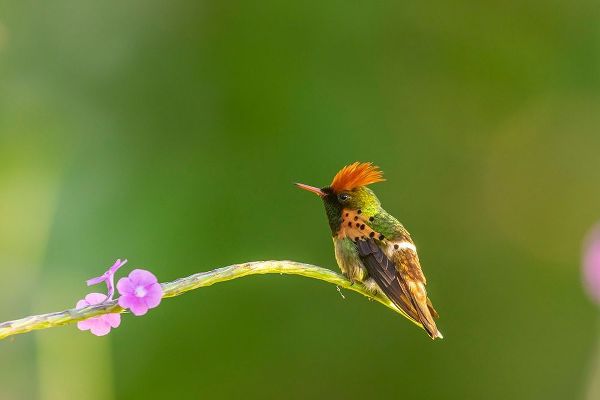 Caribbean-Trinidad-Asa Wright Nature Center Male tufted coquette hummingbird and vervine flower